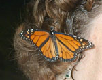 Butterfly Release hair